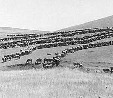 (photo) Sheep graze a hilly Californian landscape. (Library of Congress)