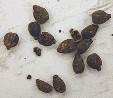 (photo) Seeds from an archeological site. (NPS)