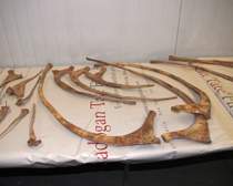 HSI takes custody of Tyrannosaurus dinosaur skeleton looted from Mongolia