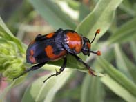 American burying beetle