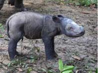 Sumatran rhino