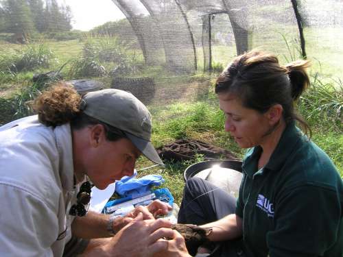 Translocating Laysan Teal