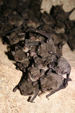 Cluster of hibernating gray bats.