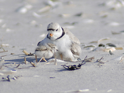 Piping plover with chick.