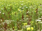 Photo of yellow flowers of evening primrose in Ithaca, New York.