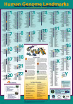 Human Genome Landmarks Poster