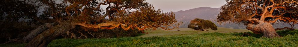 Oak Trees at Fort Ord National Monument.