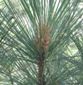 San Benito Mountain Conifer detail