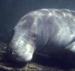 A Manatee in Florida