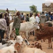 Pastoralists with cows at a market. Credit: Nena Terrell/USAID