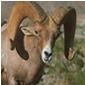 Bighorn Sheep