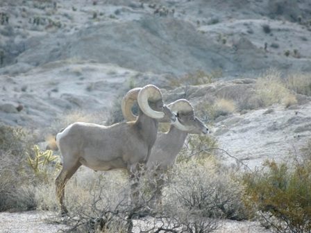 A pair of Desert Bighorn Sheep