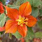 Flannel Bush Flower