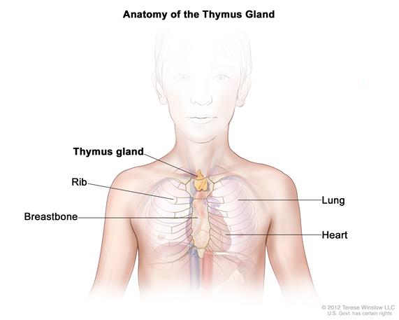 Anatomy of the thymus gland; drawing shows the thymus gland in the upper chest under the breastbone. Also shown are the ribs, lungs, and heart.