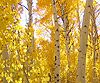 Photo of Aspen grove in their many shades of yellow and orange.