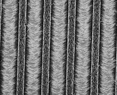 four rows of nanowires and their corresponding nanowalls, nicknamed nano LED