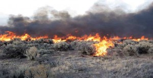 Vegetation burning