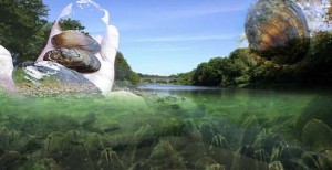 Collage: Human hand holding freshwater mussels with stream and bridge in background.