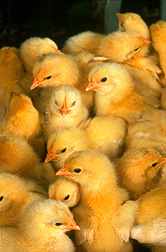 A group of chicks.