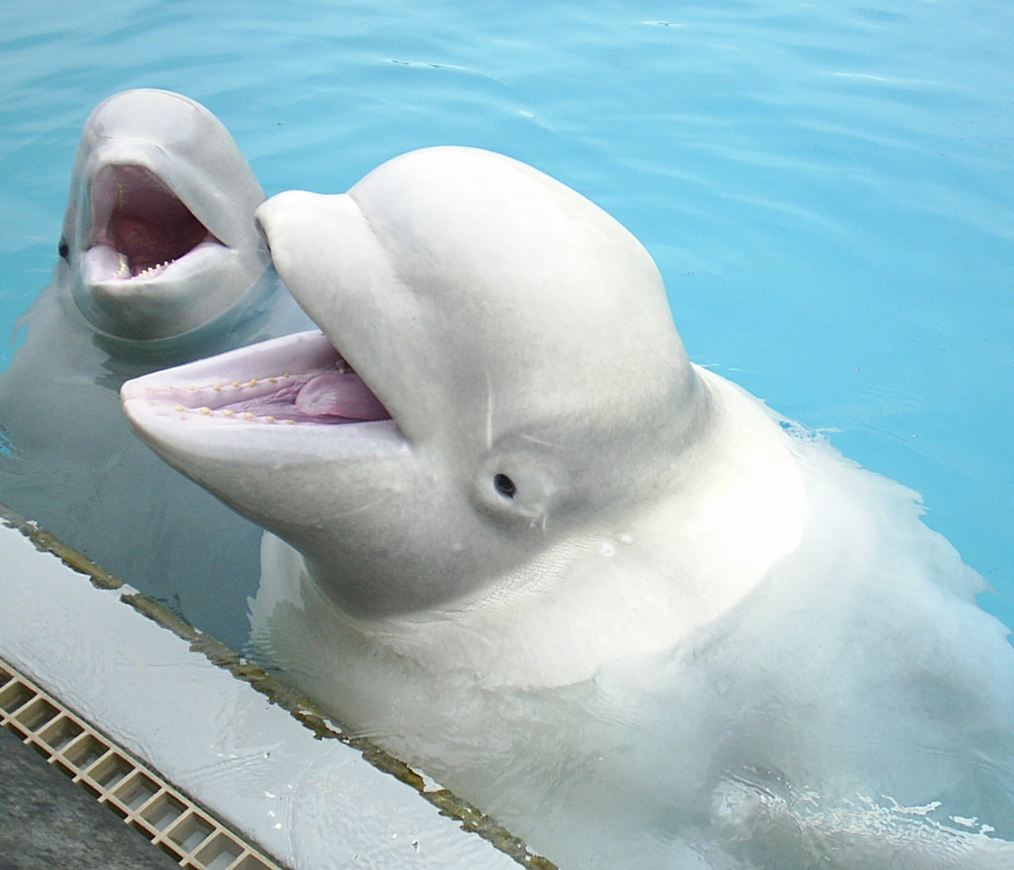 beluga whales at Marineland of Canada