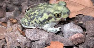 Couch's spadefoot toad     