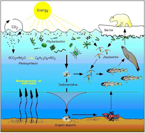 Illustration of the arctic marine food web. Energy from the sun and carbon dioxide are used for photosynthesis by phytoplankton which are either consumed by zooplankton or create sedimentation. The sedimentation turns into organic deposits which are consumed by seafloor creatures. Fish eat the seafloor creatures and zooplankton and are subsequently consumed by larger animals like seals, which are then consumed by animals at the top of the food chain, like polar bears. Ultimately the energy from the sun and carbon dioxide create the food source for all species within the food web.