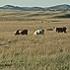 Cattle grazing on rangeland