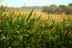 picture of corn