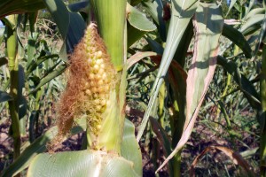 drought-stressed corn