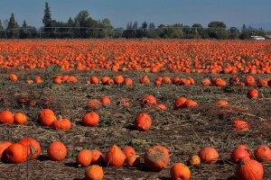 A field of orange pumpkins over dry ground.