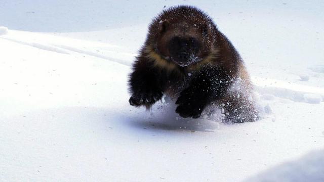 Next on Nature: Wolverine - Chasing the Phantom