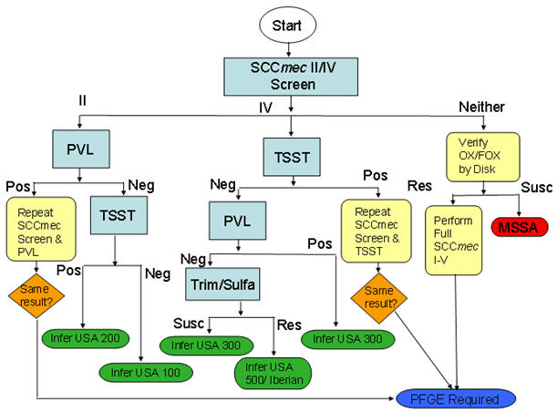 The algorithm is based on isolates’ microbiologic characteristics such as SCCmec type, presence of PVL and TSST genes, and antimicrobial susceptibility results