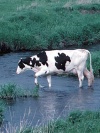 Photo of cow walking through stream.