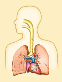 graphic of lungs and airways