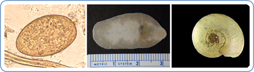 A binucleate and uninucleate form of trophozoites of D. fragilis, stained with trichrome.