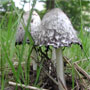 Mushroom: Grey Ink Cap mushroom commonly found in gardens and on compost.