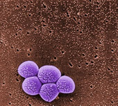 aureus bacteria