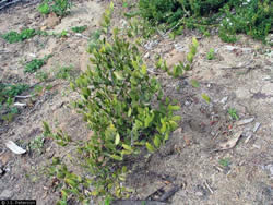 Jojoba plant.