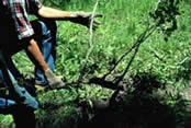 aspen suckers developing on an aspen root that has been dug up and is being displayed.