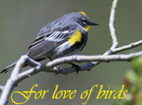 For love of birds