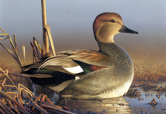 2011 Duck Stamp Contest 2nd place winner- Adam Grimm- Gadwall