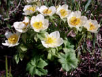 American globeflower (Trollius laxus)