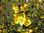 California Flannelbush