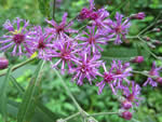 Giant Ironweed (Vernonia gigantea).