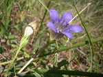 Mendocino gentian (Gentiana setigera).