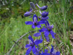 Nuttall’s larkspur (Delphinium nuttallianum)