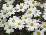 Plains Blackfoot (Melampodium leucanthum).