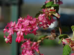 Red-flowering Currant (Ribes sanguineum).