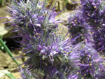 Silky Phacelia (Phacelia sericea).