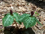 Toad shade (Trillium cuneatum)